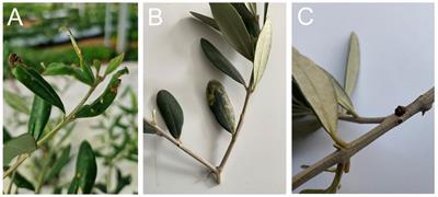 Innovations towards sustainable olive crop management: a new dawn by precision agriculture including endo-therapy